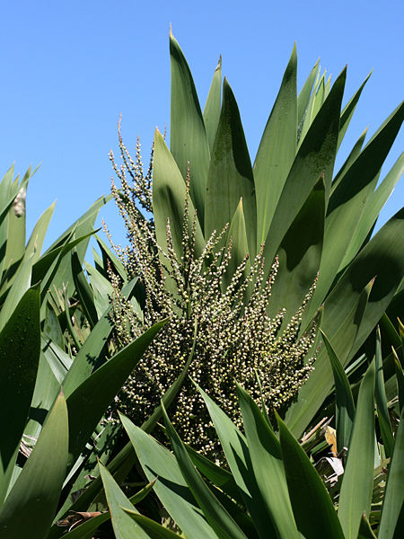 Cordyline Obtecta